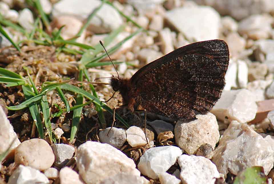 Erebia scura da  illuminare